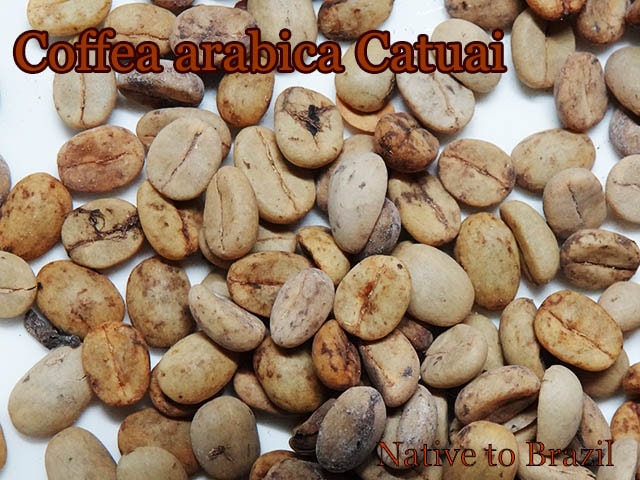 ҡȥ(Coffee arabica Catuai)[ҡѡѡƦ]