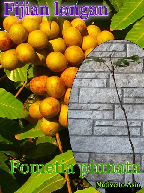 ブルネイ・チェリー 種子x10[熱帯果樹]Garcinia parvifolia