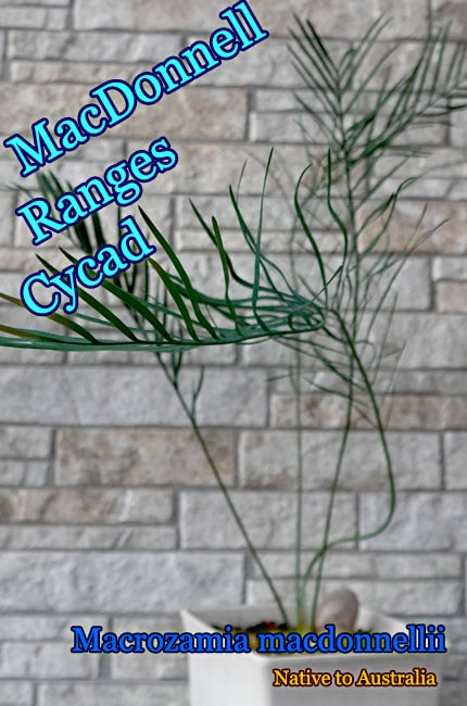 Macrozamia macdonnellii(マクロザミア・マクドンネリー)苗[M008