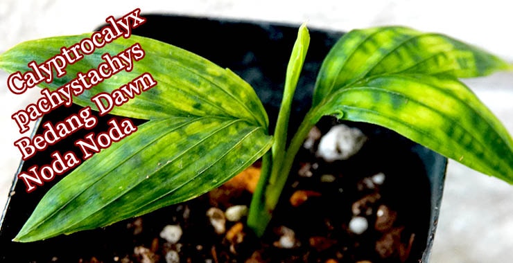 Calyptrocalyx pachystachys Bedang Dawn Noda Noda苗