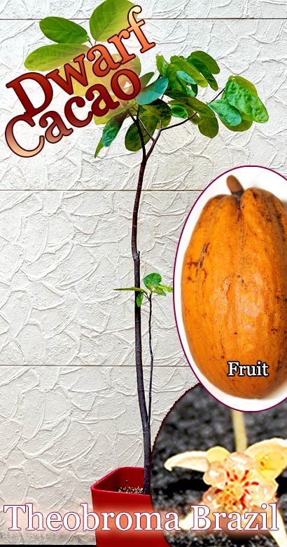 [�ɥ�ե�����](Theobroma sp.)�ץ�ߥ�������