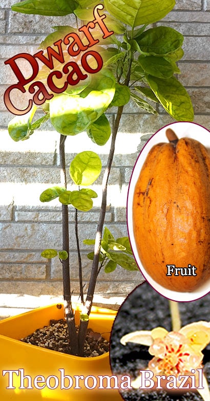 [ɥե](Theobroma sp.)ץߥ[ͽ]