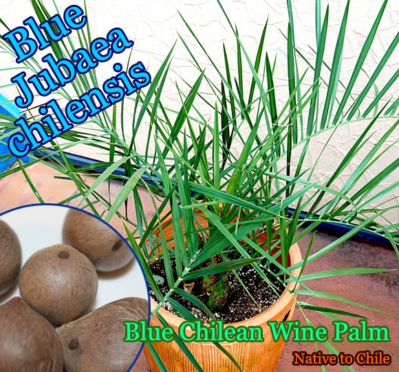 Jubaea chilensis Blue(�֥롼���ꥵ���䥷)���[�Ѵ����䥷]
