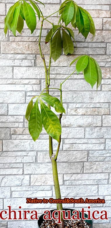 パキラ・アクアティカ(Pachira aquatica)大苗