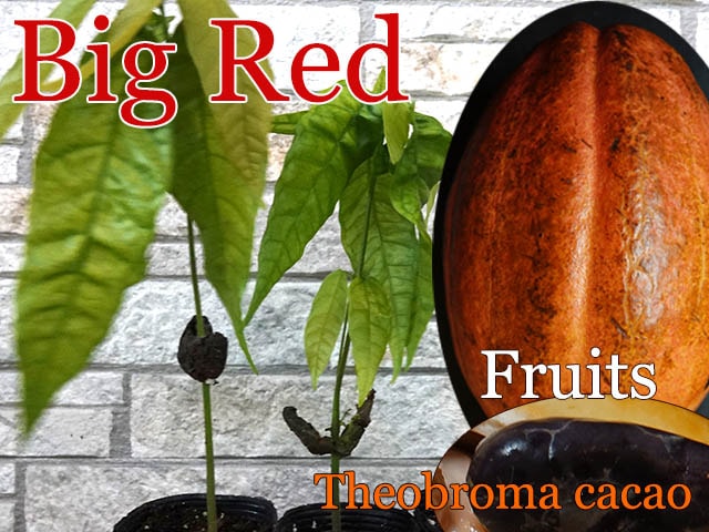 [���祳�졼�Ȥ���]�ƥ��֥��ޡ�������(Theobroma cacao)��[�ӥå���å�]