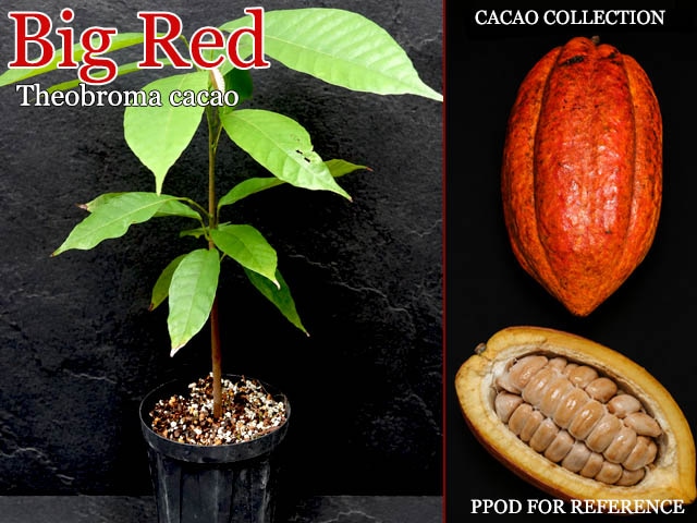 [チョコレートの木]テオブロマ・カカオ(Theobroma cacao)苗[ビッグレッド]