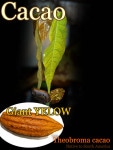 [祳졼Ȥ]ƥ֥ޡ(Theobroma cacao)[㥤ȡͽ]