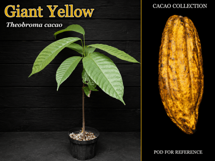 [チョコレートの木]テオブロマ・カカオ(Theobroma cacao)苗[ジャイアント・イエロー]