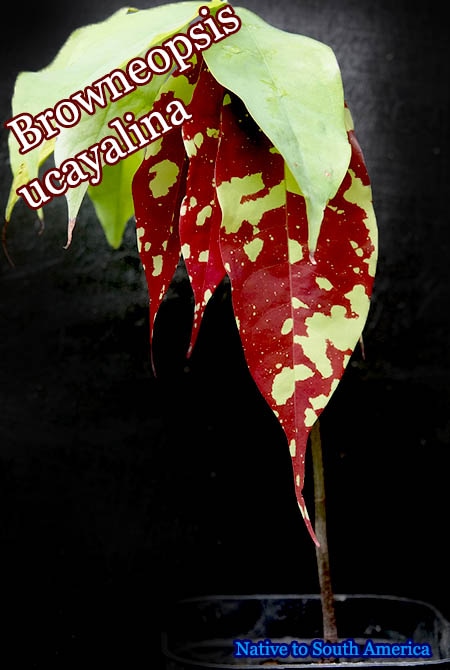 Browneopsis ucayalina(ブロウネオプシス・ウカヤリナ)苗