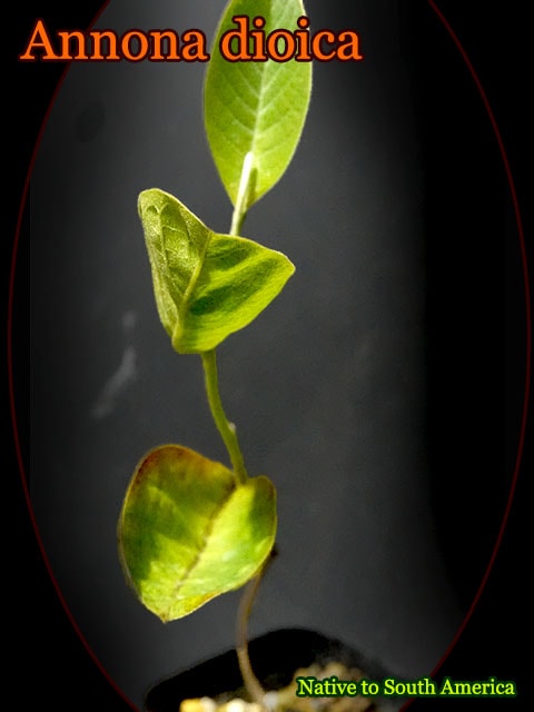 Annona dioica(アンノナ・ディオイカ)苗[バンレイシ科熱帯果樹]
