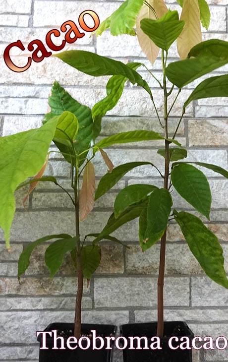希少　カカオ苗木　チョコレートの木 希少 カカオ苗木(大) チョコレートの木 - メルカリ