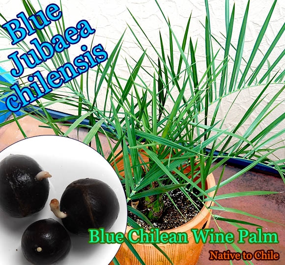 Jubaea chilensis Blue(ブルーチリサケヤシ)発根種子[耐寒性ヤシ