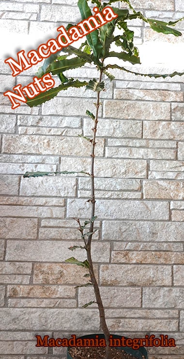 マカダミアナッツ(Macadamia integrifolia)中苗