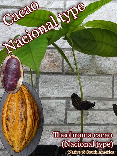 [祳졼Ȥ]ƥ֥ޡʥʥ(Theobroma cacao)[Nacional type]