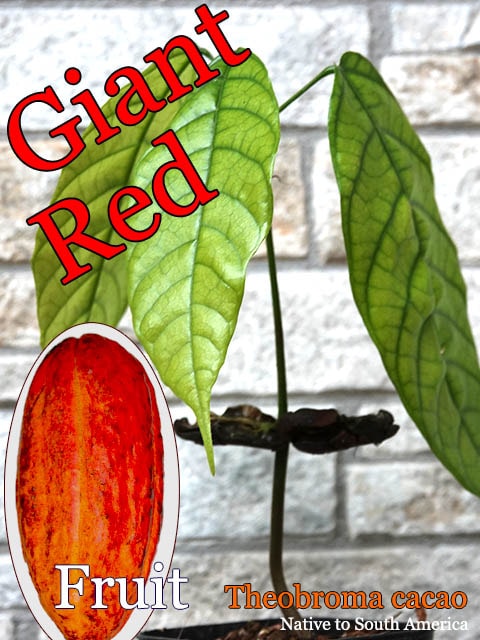 チョコレートの木]テオブロマ・カカオ(Theobroma cacao)苗