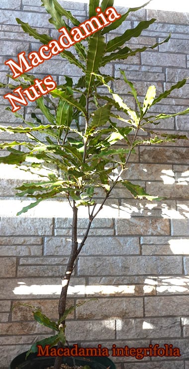 マカダミアナッツ(Macadamia integrifolia)中苗