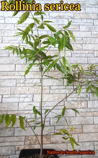 Annona neosalicifolia(����Υʡ��ͥ����ꥷ�ե��ꥢ)��
