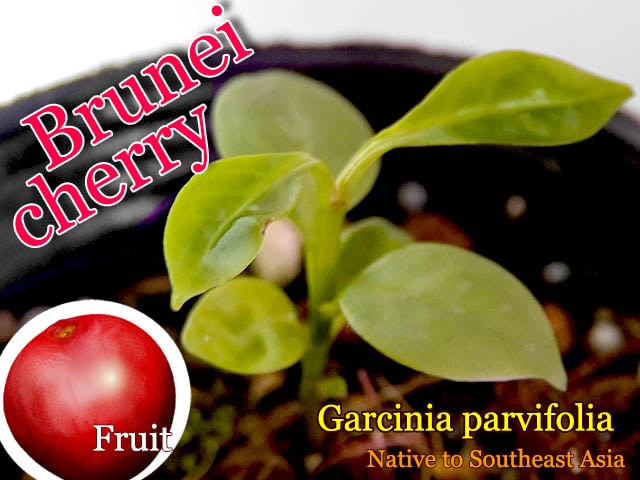 50％OFF】 ブルネイ・チェリー 種子x10[熱帯果樹]Garcinia parvifolia