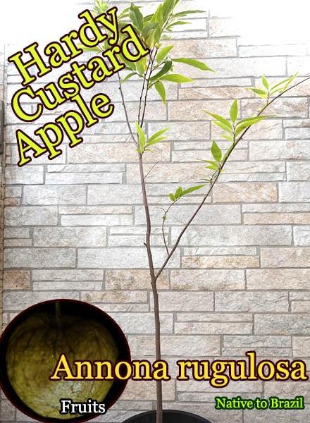 Annona rugulosa(アンノナ・ルグロサ)大苗[耐寒性バンレイシ科・熱帯