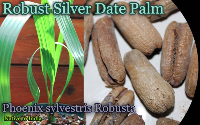 ロウバスト・シルバーデーツパーム(Phoenix sylvestris Robusta)種子