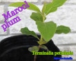 �ޥ�����ץ��(Terminalia petiolaris)��[�֥�å��٥꡼�ĥ꡼]