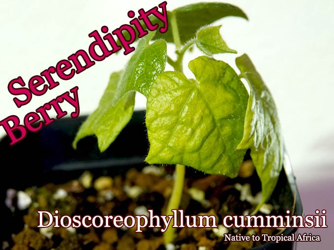 セレンディピティベリー(Dioscoreophyllum cumminsii)苗[熱帯果樹]