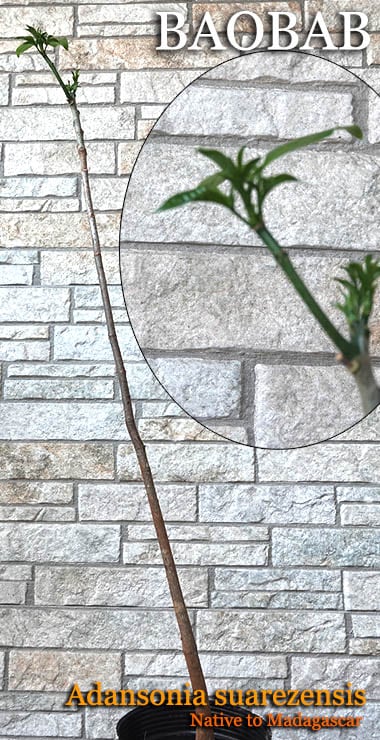 �����󥽥˥��������쥼�󥷥�(adansonia suarezensis)����[�Х��Х֡�ͽ����]