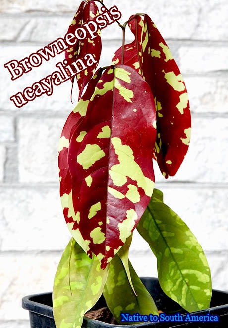 Browneopsis ucayalina(֥ͥץ)[018]