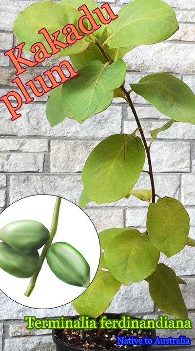 カカドゥプラム(Terminalia ferdinandiana)中苗
