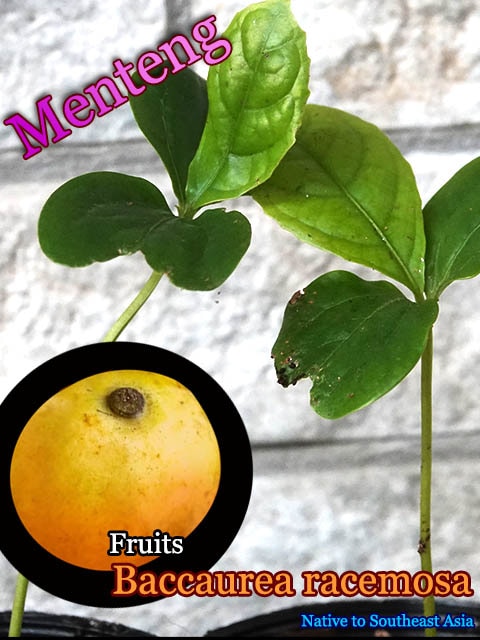 バカウレア・ラセモサ(Baccaurea racemosa)苗[メテング/熱帯果樹] 販売店