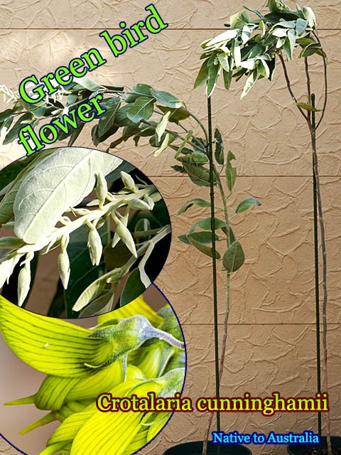 クロタラリア・カニンガミー(Crotalaria cunninghamii)大苗[グリーンバードフラワー]