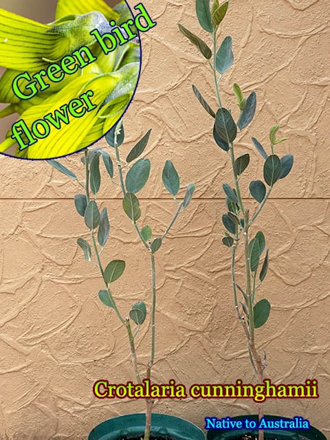 クロタラリア・カニンガミー(Crotalaria cunninghamii)中苗[グリーンバードフラワー]