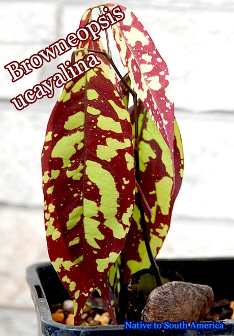 Browneopsis ucayalina(�֥����ͥ��ץ�������������)��[012]