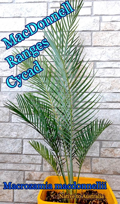 Macrozamia macdonnellii(ޥߥޥɥͥ꡼)[L009]