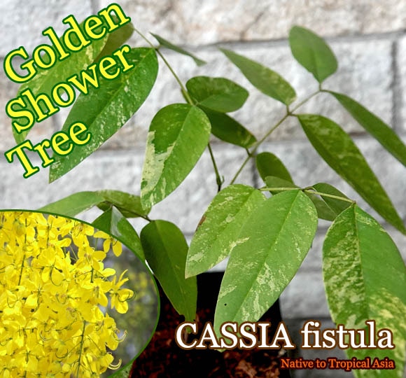 Cassia fistula(ゴールデンシャワーツリー)苗