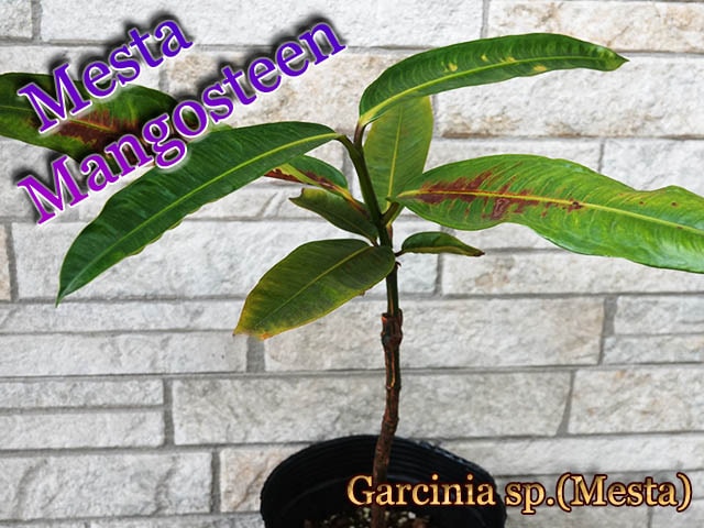 メキシカンマンゴスチン 接木苗 接木1年 開花株Garcinia Mexico