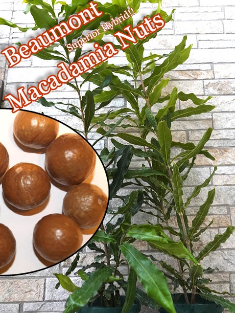 マカダミアナッツ苗 バーモント[中苗] 販売店