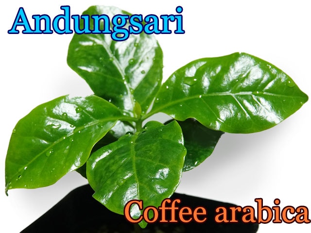 ҡ ɥ󥵡꡼(Andungsari Coffea)