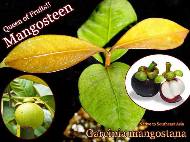 果物の女王]マンゴスチン苗(Garcinia mangostana) 販売店