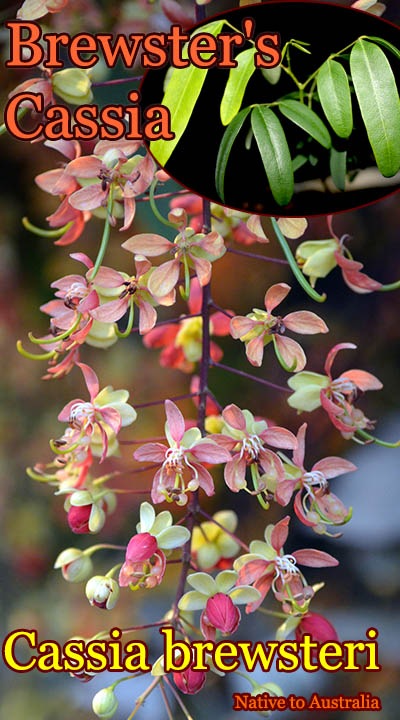 Cassia brewsteri(�֥롼�����������å���)��[Ǯ�Ӳ���]