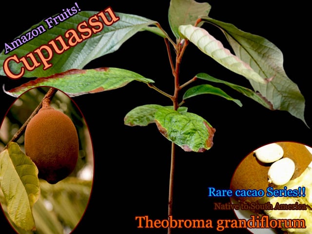 [Ǯ�Ӳ̼������ץ���]�ƥ��֥��ޡ������ǥ��ե������(Theobroma grandiflorum)��