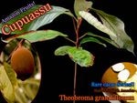 [Ǯ�Ӳ̼������ץ���]�ƥ��֥��ޡ������ǥ��ե������(Theobroma grandiflorum)��