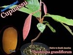 [Ǯ�Ӳ̼������ץ���]�ƥ��֥��ޡ������ǥ��ե������(Theobroma grandiflorum)��