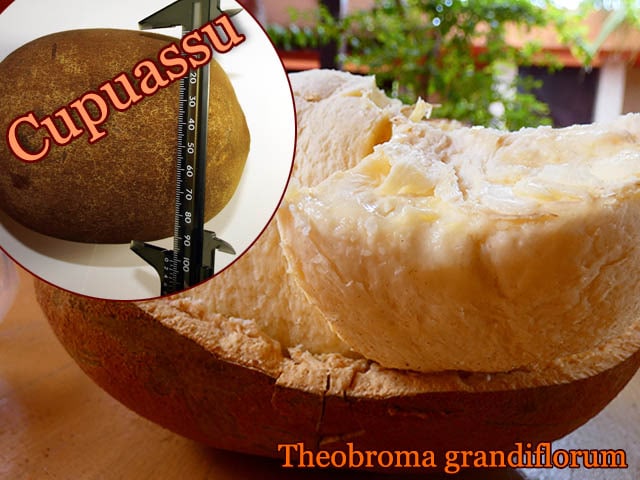 クプアス [熱帯果樹]スーパーフード テオブロマ・グランディフローラム 熱帯果樹・クプアス]テオブロマ・グランディフローラム(Theobroma