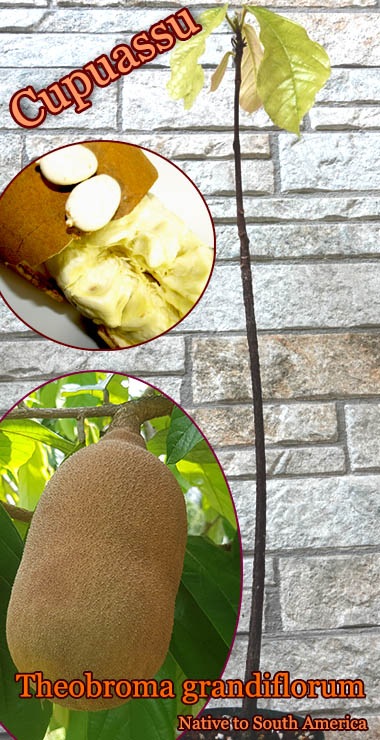 クプアス [熱帯果樹]スーパーフード テオブロマ・グランディフローラム 熱帯果樹・クプアス]テオブロマ・グランディフローラム(Theobroma