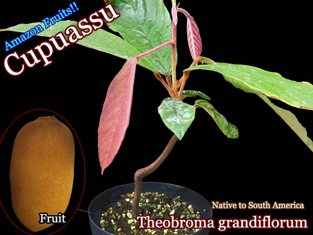 [熱帯果樹・クプアス]テオブロマ・グランディフローラム(Theobroma grandiflorum)苗