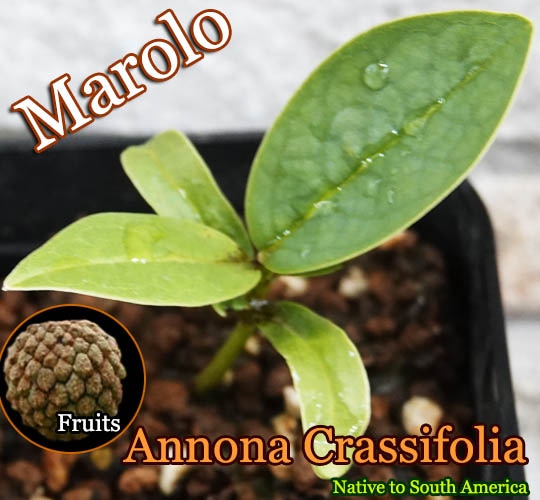 Annona crassiflora(アンノナ・クラッシフローラ)苗[バンレイシ科熱帯果樹]