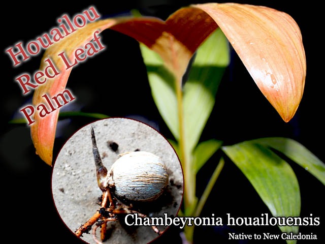 �磻�롼����åɥ꡼�ա��ѡ���(Chambeyronia houailouensis)ȯ�����