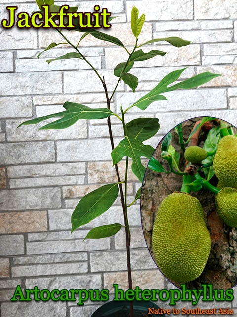 Artocarpus heterophyllus(パラミツ)中苗[熱帯果樹・ジャックフルーツ 