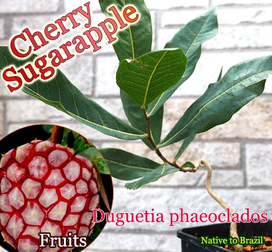 Duguetia phaeoclados(�ɥ������ƥ������ե�������ɥ�)��[�����꡼���奬�����åץ�]